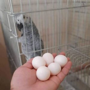African Grey Eggs for Sale