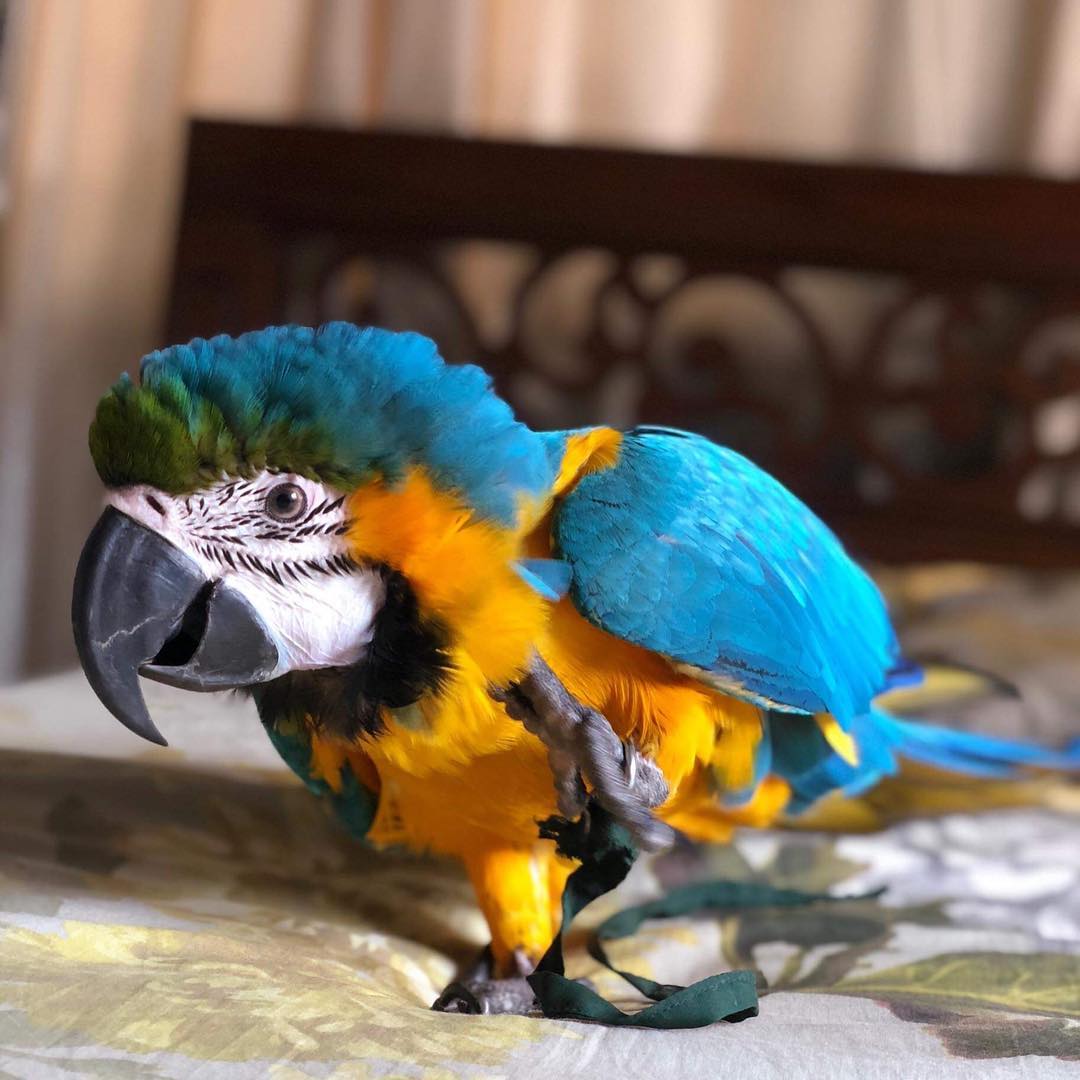 Macaw parrot for sale