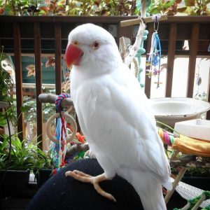 Parakeet for sale