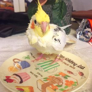 Talking Cockatiel For Sale