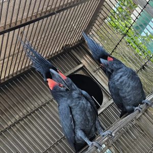 Black Palm Cockatoo for sale