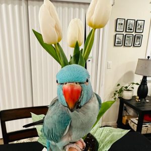 Ringneck Parrot For Sale