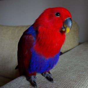 Eclectus Parrot For Sale