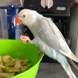 Ringneck Parrot For Sale