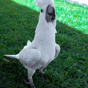 cockatoo parrots for sale