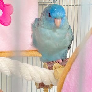 parakeet for sale