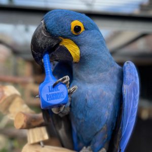 Hyacinth Macaw For Sale