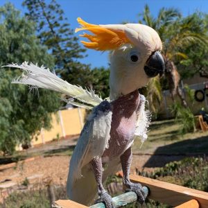Cockatoo parrots for sale