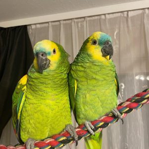 amazon parrot for sale