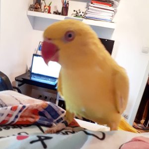 Ringneck Parrot For Sale