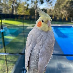 Tamed Cockatiels For Sale