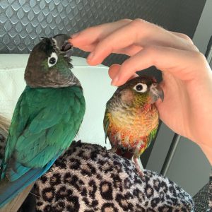 conure parrots for sale