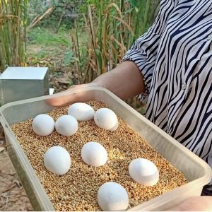 amazon parrot eggs for sale