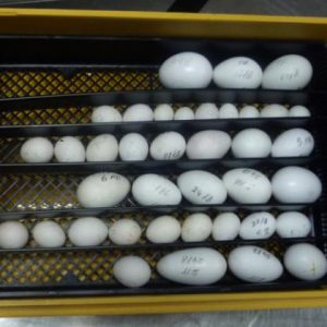 macaw parrot eggs for sale