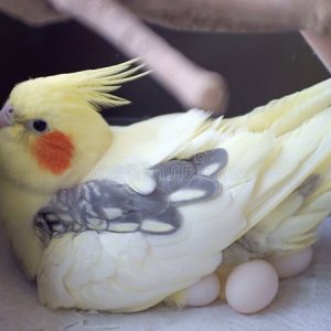 cockatiel eggs for sale