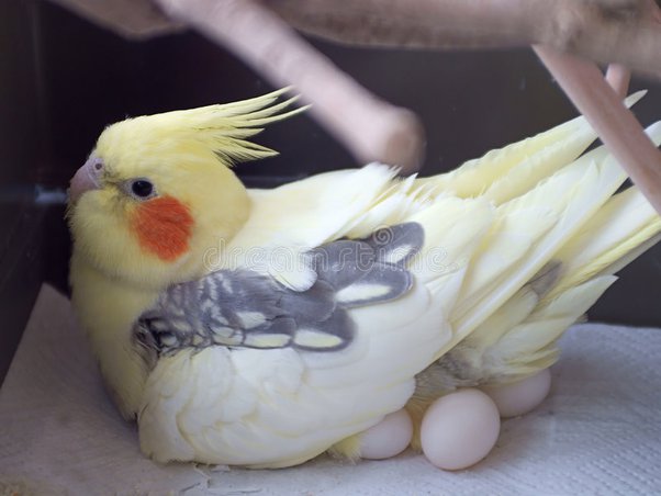 cockatiel eggs for sale