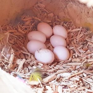 eclectus eggs for sale