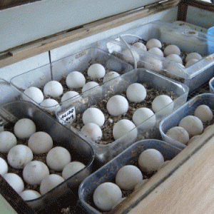 Macaw Eggs for Sale