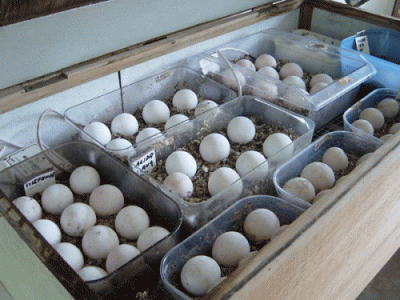 Macaw Eggs for Sale