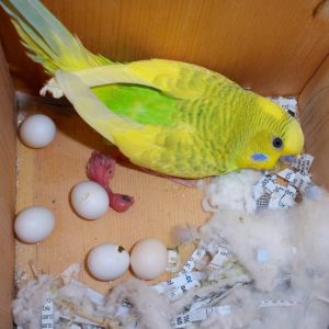 parakeet eggs for sale