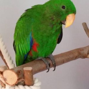 eclectus parrot for sale