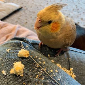 pet cockatiels for sale