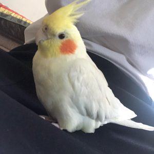 Tamed cockatiels for sale