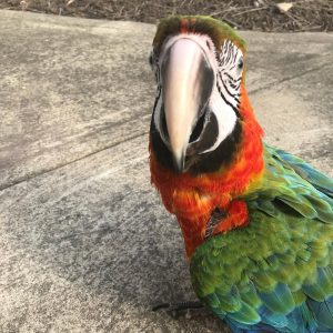 Harlequin Macaw for sale