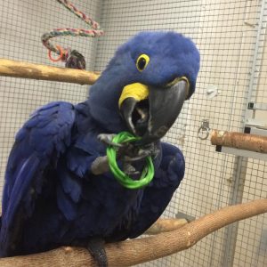 Hyacinth Macaw For Sale