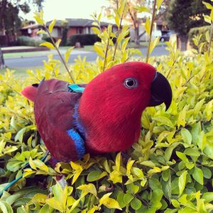 eclectus parrot for sale