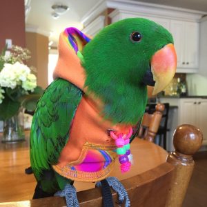 eclectus parrot for sale