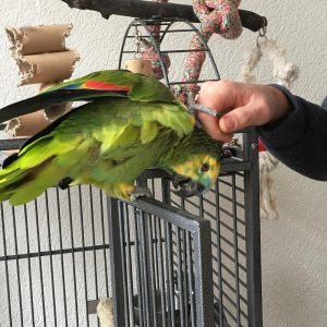 amazon parrot for sale