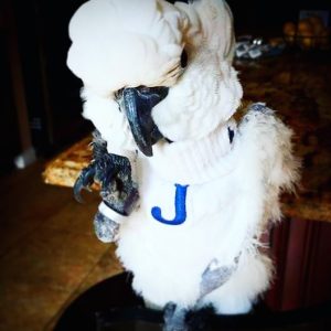 Cockatoo parrots for sale