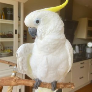 Cockatoo parrots for sale