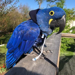 hyacinth macaw for sale