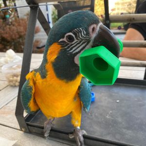 Macaw parrot for sale