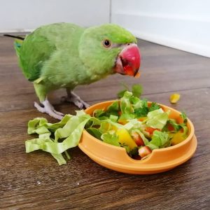 ringneck parrot for sale