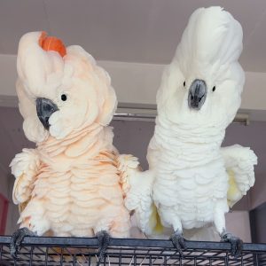 Cockatoo Parrots For Sale usa