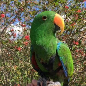 eclectus parrot for sale