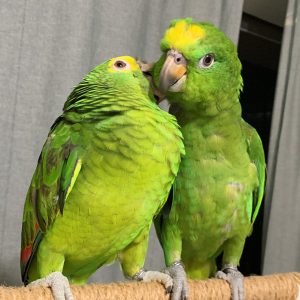 amazon parrot for sale