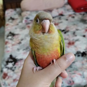 conure parrots for sale