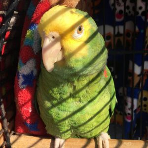 amazon parrot for sale