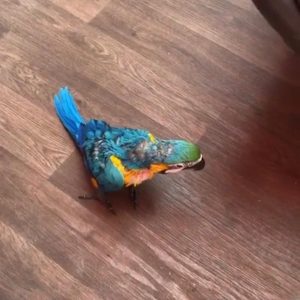 Macaw parrot for sale