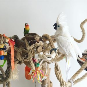 cockatoo parrots for sale