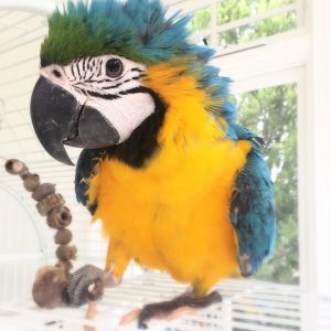 Macaw parrot for sale
