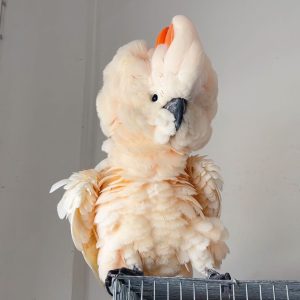 Cockatoo Parrots For Sale Near Me