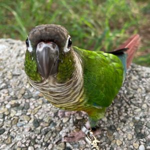 conure parrots for sale