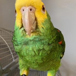 amazon parrot for sale