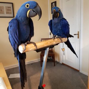 Hyacinth Macaw for sale