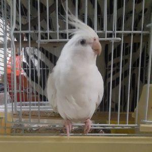 cockatiel parrots for sale